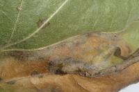 Phyllonorycter sorbi