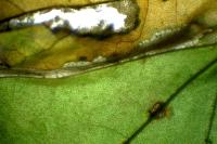 Phyllonorycter sorbi