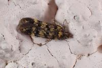 Bryotropha