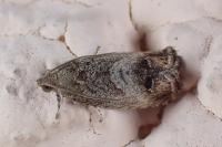 Cydia splendana