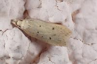 Nothris verbascella