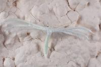 Pterophorus pentadactylus