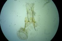 Anacampsis timidella