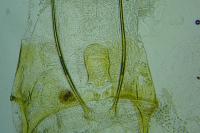 Anacampsis timidella