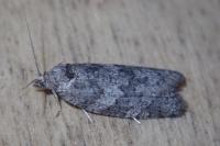 Cnephasia genitalana