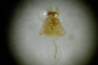 Cnephasia genitalana