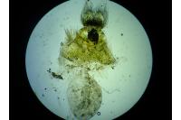 Cnephasia genitalana