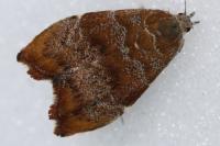 Choreutis nemorana