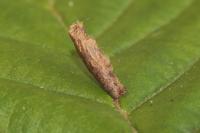Coleophora serratella