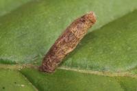 Coleophora serratella