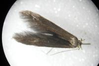 Coleophora serratella