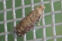 Epinotia nanana