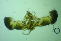 Epinotia nanana
