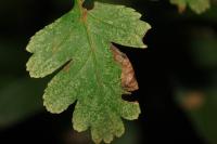 Phyllonorycter oxyacanthae