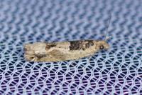 Crocidosema plebejana