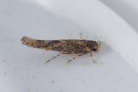 Coccidiphila
