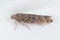 Tuta absoluta