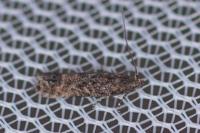 Tuta absoluta