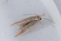 Phyllonorycter messaniella