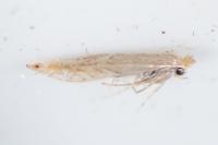 Phyllonorycter messaniella