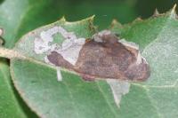 Acrocercops brongniardella