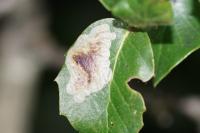 Phyllonorycter belotella