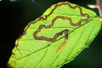 Stigmella aurella