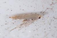 Phyllonorycter messaniella