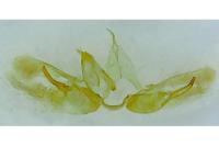 Merrifieldia baliodactyla