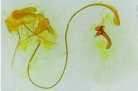 Archips xylosteana