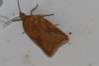 Acleris ferrugana/notana