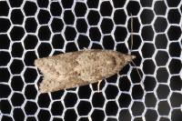Cnephasia incertana