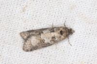 Cnephasia stephensiana