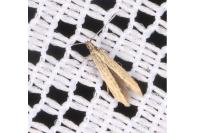 Coleophora caespititiella