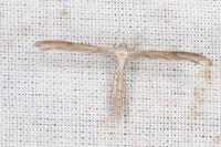 Stenoptilia zophodactyla