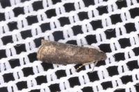Grapholita funebrana