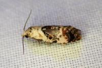 Neocochylis hybridella