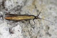 Coleophora