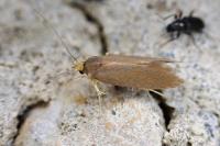 Crassa unitella