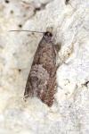 Dichrorampha acuminatana