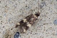 Oegoconia