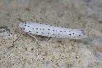 Yponomeuta evonymella