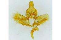 Ditula angustiorana