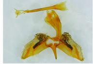 Chamaesphecia empiformis
