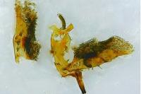 Chamaesphecia mysiniformis