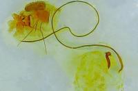 Choristoneura hebenstreitella