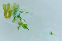 Isotrias stramentana