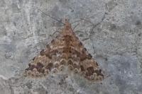 Alucita cymatodactyla