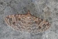 Alucita cymatodactyla