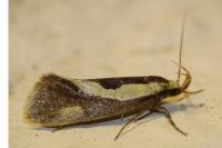 Harpella forficella